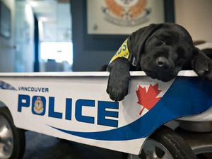 Potret Gemas Kala Para Anjing Dilatih Jadi Polisi