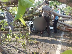 Dua Warga Bojonegoro Tewas Tertimpa Pohon di Malang