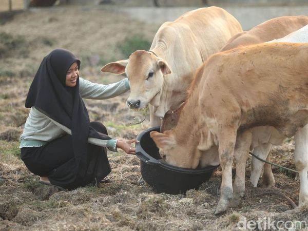 Bantu Ternak Sapi dan Pencak Silat, Siswi di Merauke Ini Sukses Raih Beasiswa