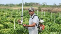 Canggih! Petani Merauke Rakit Mandiri Alat Penyemprot Tanaman