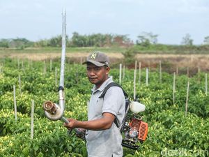 Canggih! Petani Merauke Rakit Mandiri Alat Penyemprot Tanaman Canggih! Petani Merauke Rakit Mandiri Alat Penyemprot Tanaman