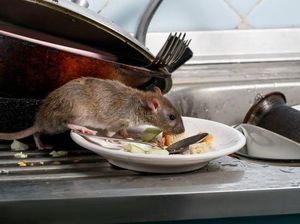 5 Makanan Ini Bisa Mengundang Tikus Masuk Dapur 5 Makanan Ini Bisa Mengundang Tikus Masuk Dapur