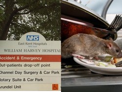 Duh! Penemuan Tikus di Dapur Rumah Sakit Ini Bikin Ngeri