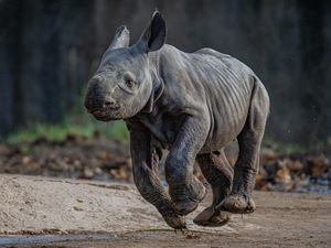 Kelahiran Badak Hitam Timur yang Langka, Begini Langkah Konservasinya Kelahiran Badak Hitam Timur yang Langka, Begini Langkah Konservasinya