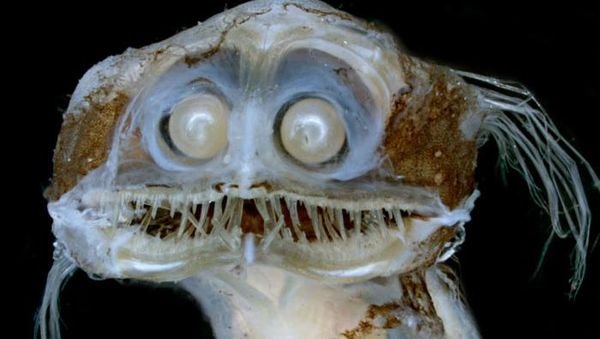 Deretan Mahluk Laut Menakutkan Bikin Bergidik