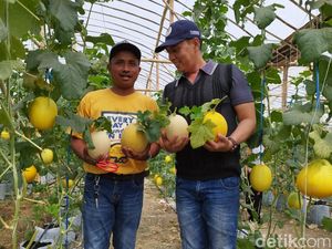 Desa di Lamongan Cuan Ratusan Juta Sekali Panen dari Kebun Melon Hidroponik Desa di Lamongan Cuan Ratusan Juta Sekali Panen dari Kebun Melon Hidroponik