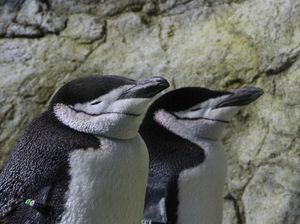 Fakta Unik Penguin yang Bisa Tidur 10 Ribu Kali Sehari Fakta Unik Penguin yang Bisa Tidur 10 Ribu Kali Sehari