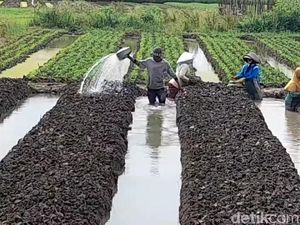 Petani di Brebes Sambat Kuota Pupuk Bersubsidi Tak Cukupi Kebutuhan