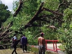Pohon Tumbang di Parkiran Kampus Unhas Makassar, Sejumlah Motor Tertimpa