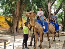 KBS Siapkan Program Ngobrol Bareng Keeper dan Dongeng Satwa Sambut Nataru
