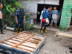 Awal Mula Temuan 9 Ular Kobra Bersarang di Kamar Warga Karangmalang Sragen