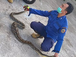 Cerita Damkarmat Bantul Evakuasi Ular Sanca 2 Meter di Kandang-Mangsa Ayam