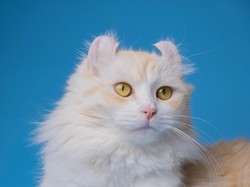 2 Hadits Tentang Menyayangi Hewan, Jangan Disakiti Ya