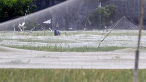 Petani Rogoh Kantong Lebih Dalam Gegara Serangan Burung Pipit