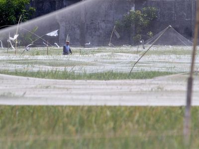 Petani Rogoh Kantong Lebih Dalam Gegara Serangan Burung Pipit
