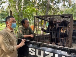 Viral Satwa di Hutan Mata Kucing Batam Tak Terurus, Ini Penjelasan BKSDA