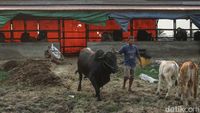 Kisah Pemilik Sapi 5,5 Kuintal di Merauke Jadi Jawara Kontes