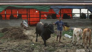 Kisah Pemilik Sapi 5,5 Kuintal di Merauke Jadi Jawara Kontes