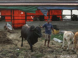 Kisah Pemilik Sapi 5,5 Kuintal di Merauke Jadi Jawara Kontes Kisah Pemilik Sapi 5,5 Kuintal di Merauke Jadi Jawara Kontes