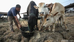 Tips Memilih Hewan Kurban, Harus Sesuai Syariat dan Pilih yang Terbaik