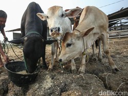 Tips Memilih Hewan Kurban, Harus Sesuai Syariat dan Pilih yang Terbaik