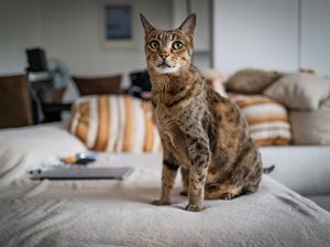 Mengapa Kucing Suka Mencakar Perabotan Rumah? Ini Penyebabnya