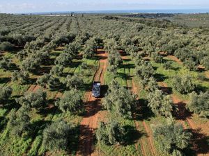 Melihat Hamparan Perkebunan Zaitun di Yunani