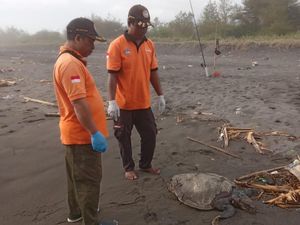 Penyu Lekang Ditemukan Mati di Kulon Progo, Diduga karena Usia Penyu Lekang Ditemukan Mati di Kulon Progo, Diduga karena Usia