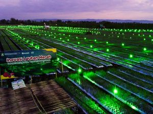 Petani Bawang di Banyuwangi Gunakan Lampu Hijau untuk Genjot Produksi