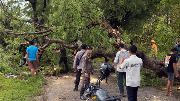 Sejumlah Pohon Tumbang Diterjang Hujan dan Angin Kencang di Lamongan