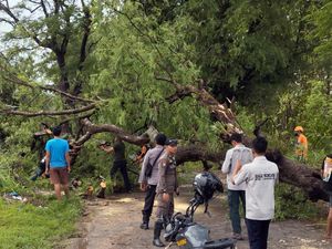 Sejumlah Pohon Tumbang Diterjang Hujan dan Angin Kencang di Lamongan Sejumlah Pohon Tumbang Diterjang Hujan dan Angin Kencang di Lamongan