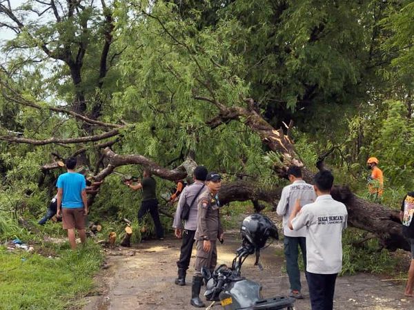 Sejumlah Pohon Tumbang Diterjang Hujan dan Angin Kencang di Lamongan