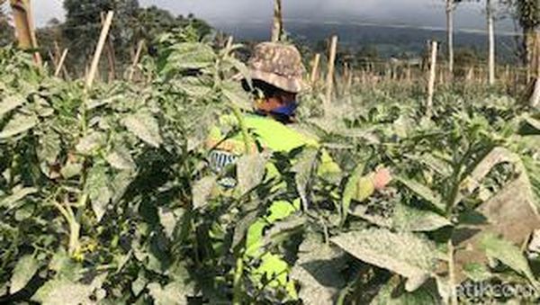 Potret Aktivitas Masyakarat Lereng Gunung Marapi usai Erupsi