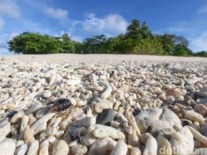 Ternyata Mengambil Cangkang Kerang Dapat Mengganggu Ekosistem Pesisir Pantai Ternyata Mengambil Cangkang Kerang Dapat Mengganggu Ekosistem Pesisir Pantai