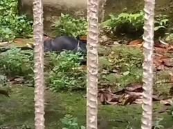Pengelola Hutan Mata Kucing Batam Buka Suara soal Viral Satwa Tak Terurus
