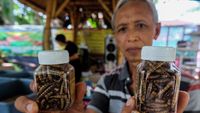 Potret Budi Daya Ulat Jerman buat Makanan Ringan-Bahan Baku Kosmetik