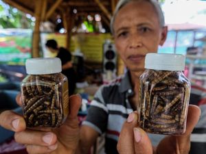 Potret Budi Daya Ulat Jerman buat Makanan Ringan-Bahan Baku Kosmetik