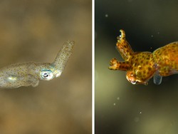 Cumi-Cumi Kerdil Ditemukan di Jepang, Namanya Terinspirasi dari Cerita Rakyat