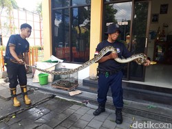Masuk Kampung Boyolali, Ular Kobra-Piton Dilepas di Gunung Bibi dan Juwangi