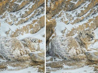 Foto Kamuflase Ini Bikin Pusing, Sulit Banget Nyarinya