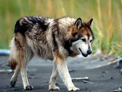 Nahas Bayi Hilang Nyawa gegara Serigala Tak Biasa