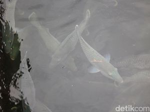 Melihat Budidaya Ikan Napoleon di Sedanau, Tembus Rp 1 Juta Per Ekor Melihat Budidaya Ikan Napoleon di Sedanau, Tembus Rp 1 Juta Per Ekor