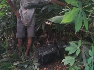 Pekerja Sawit di Paluta Temukan 8 Kg Ganja Tak Bertuan di Semak-semak Pekerja Sawit di Paluta Temukan 8 Kg Ganja Tak Bertuan di Semak-semak