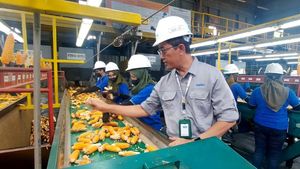 Penyediaan Benih Jagung Unggul