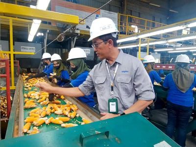 Penyediaan Benih Jagung Unggul