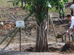 Tanam Cendana, Jokowi: Kita Tanam Terus Tanaman Endemik NTT