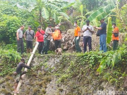 Geger Mayat Bayi Diseret Biawak di Denpasar