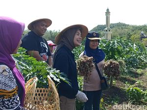 Safari ke Bantul, Istri Ganjar Ikut Panen Brambang Bareng Petani