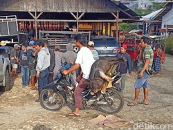 Harga Daging Babi di Toraja Naik Jelang Nataru, Tembus Rp 65 Ribu Per Kg