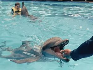 YouTuber Jerman Viralkan Penyiksaan Lumba-lumba di Bali, Polisi Selidiki